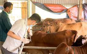 Triển khai tiêm vắc xin phòng bệnh viêm da nổi cục trên trâu, bò